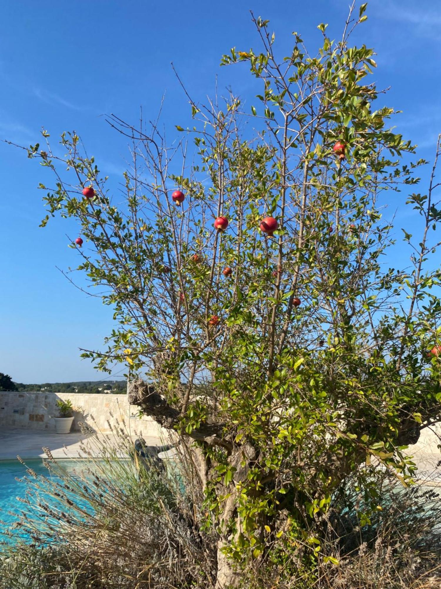Trulli Clematis With Pool Otel Selva Di Fasano Dış mekan fotoğraf